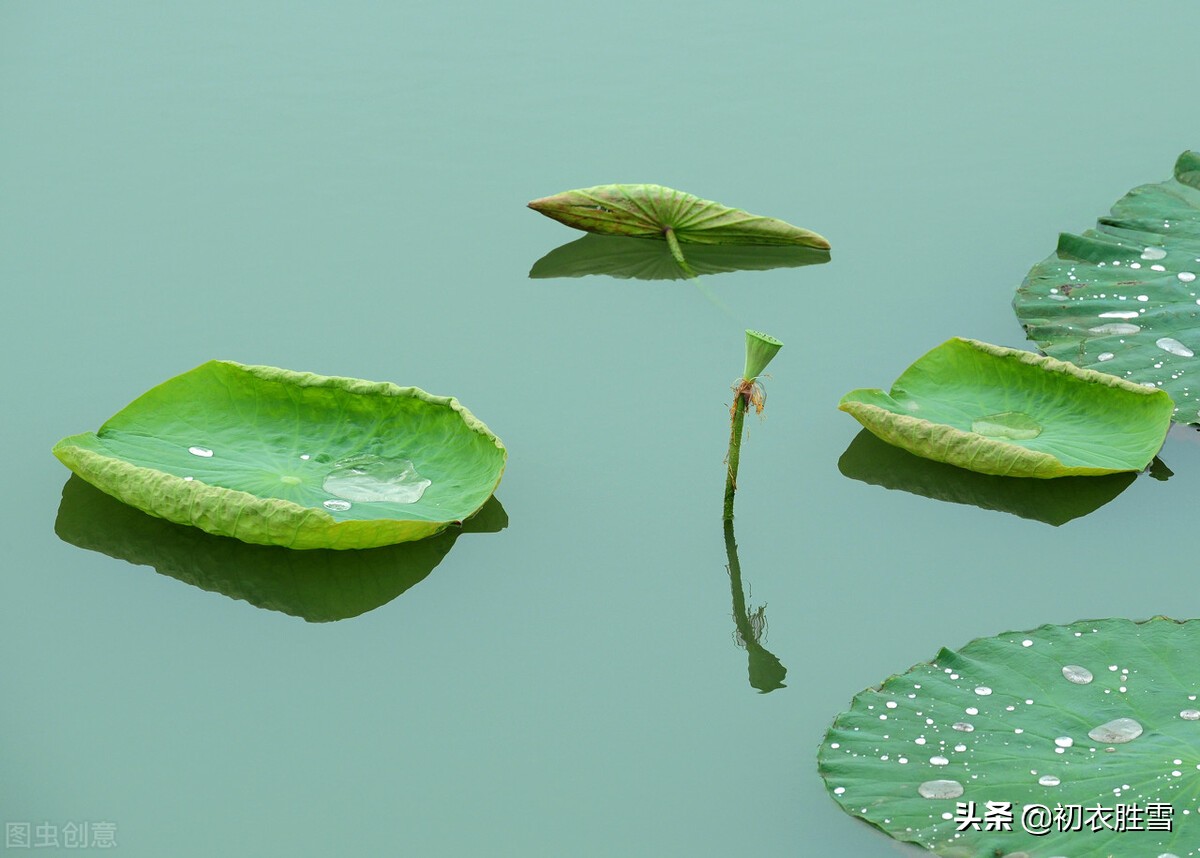 荷叶古诗八首：荷叶生时春恨生，荷叶拳拳恨未舒