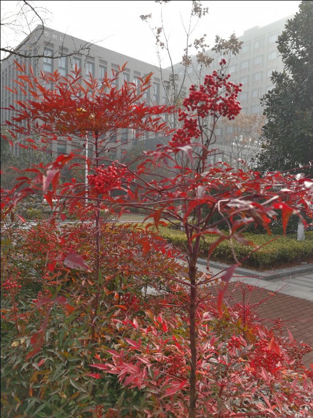 这里不仅有大树、高楼，更有大师——带你参观南京大学仙林校区