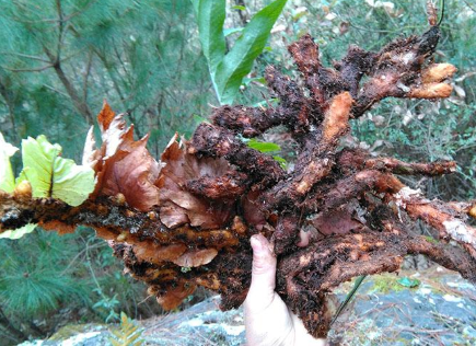 崖姜也叫"骨碎补",到底有何价值?遇到了别铲除,可能对你有用