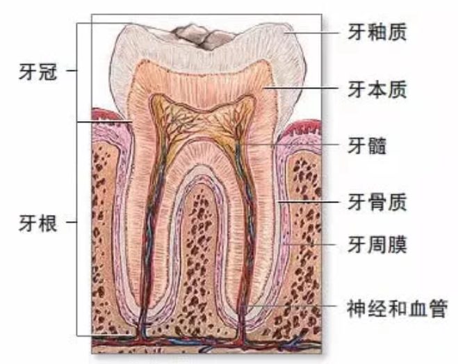 孩子换牙了，掉的“乳牙”怎么处理？方法用对了重要时刻能救命