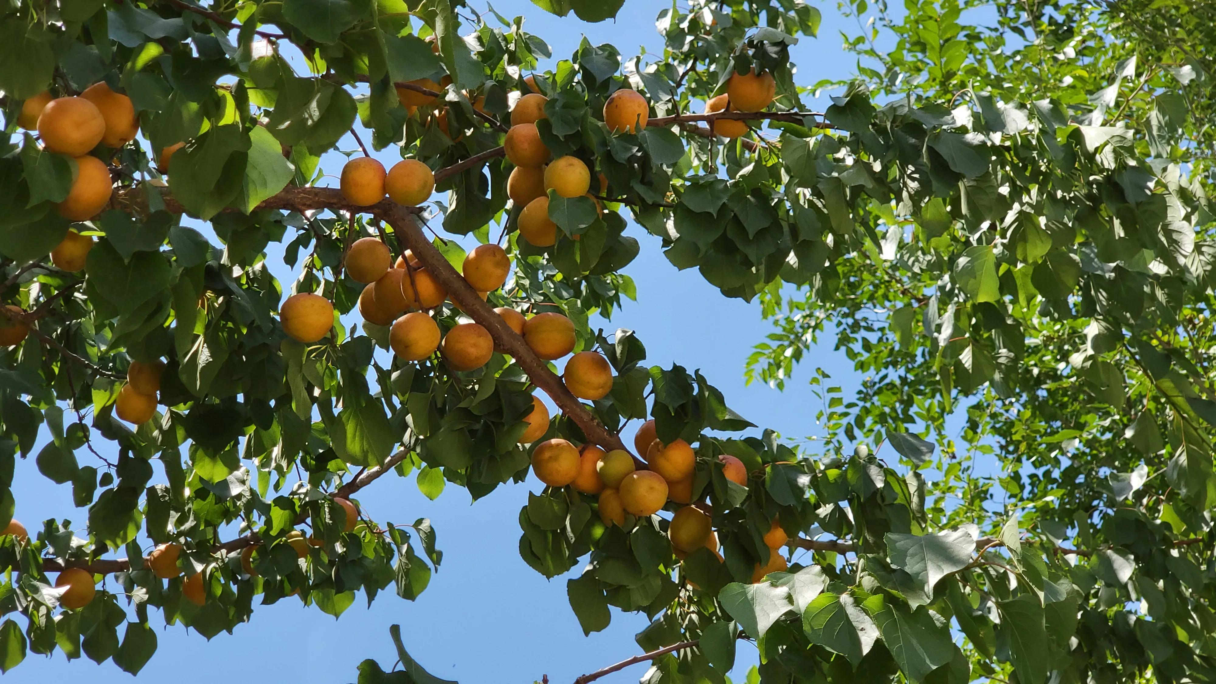 尹家店玉杏林中杏子熟啦水杏,含水丰富,口感不错玉杏"金太阳"杏,口感
