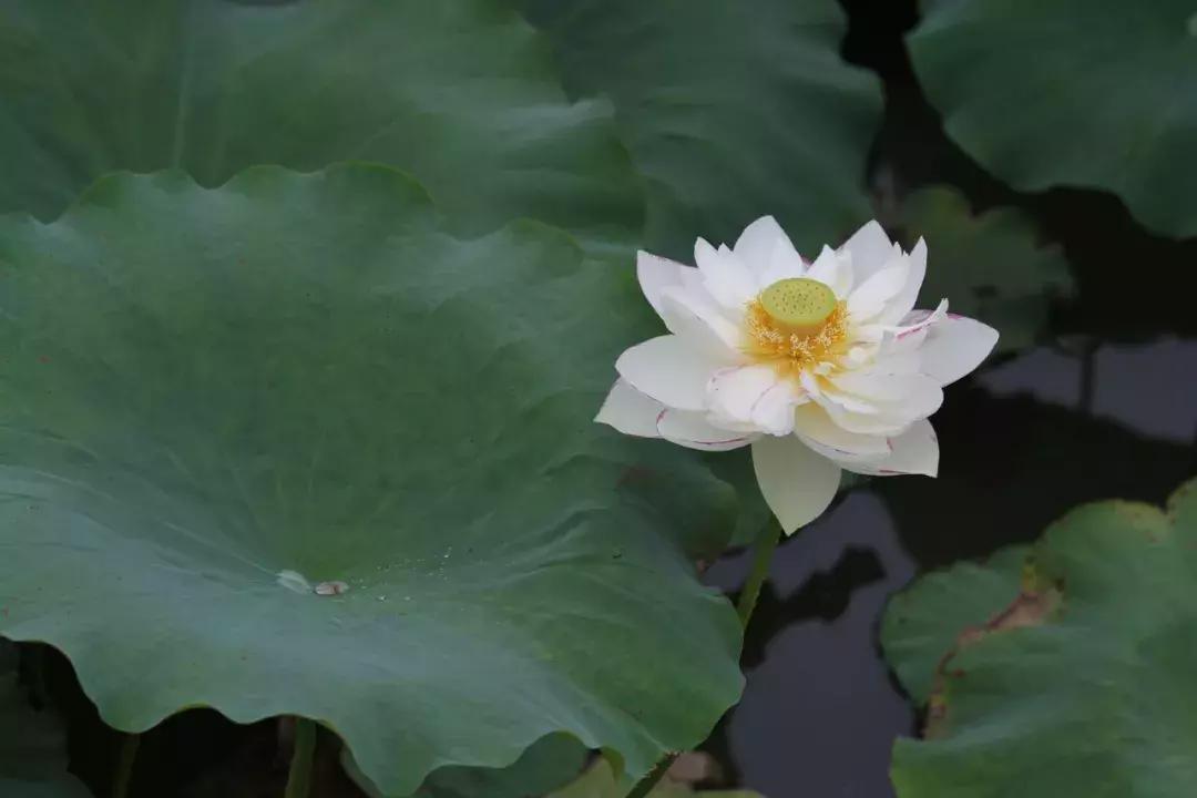 云南凭什么叫植物王国?看完你就明白了