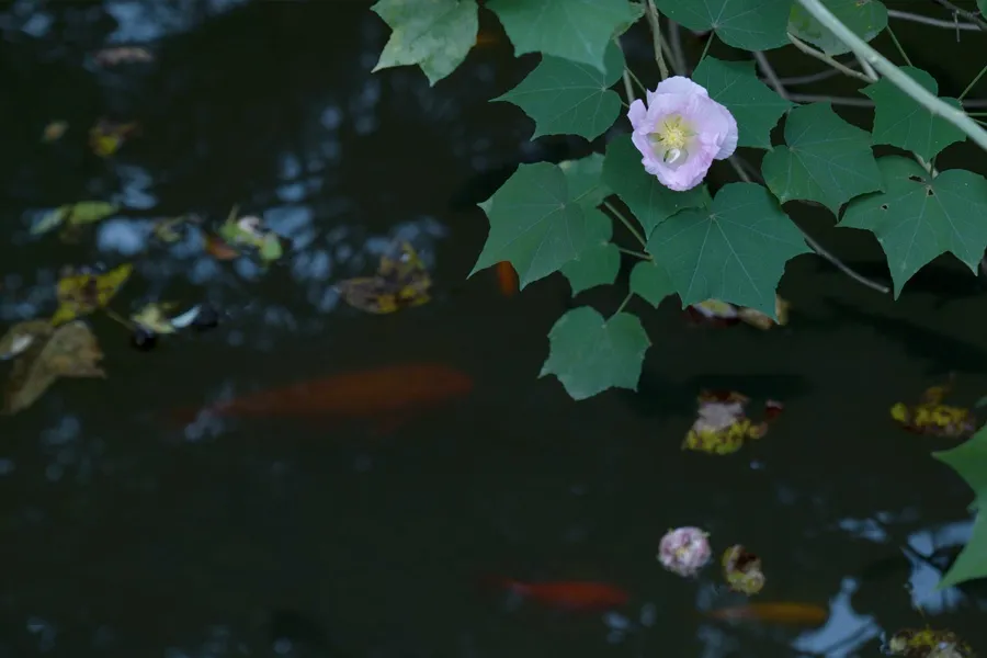 木芙蓉花,