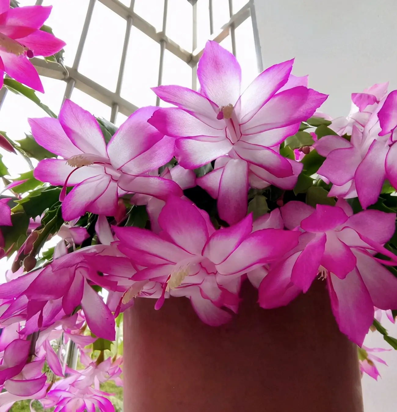 蟹爪兰的养殖方法和注意事项（蟹爪兰用什么肥料最好）