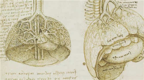 有了这几百张尸体解剖手稿，达·芬奇才能画出蒙娜丽莎的神秘微笑