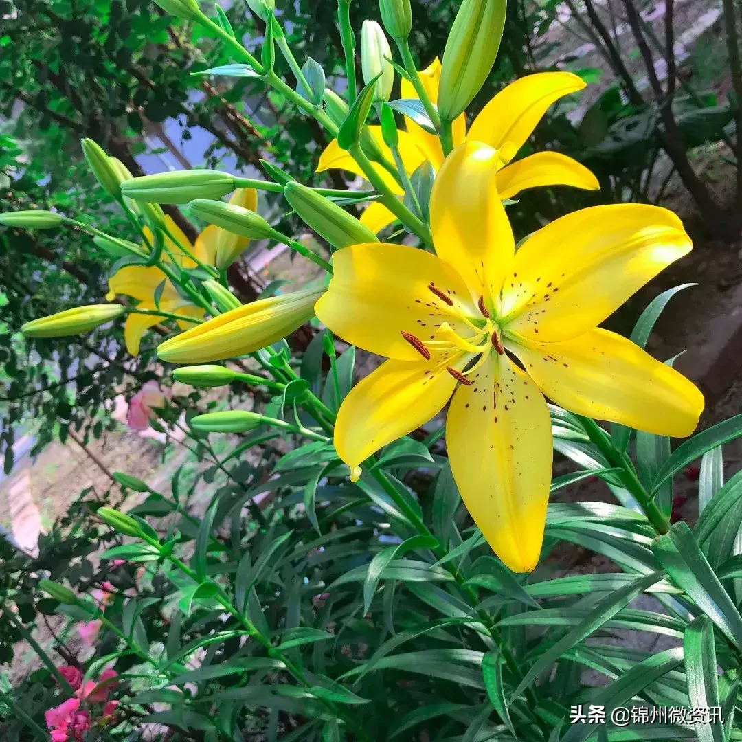 锦州实验学校（锦州实验学校三年小同学的一封信）