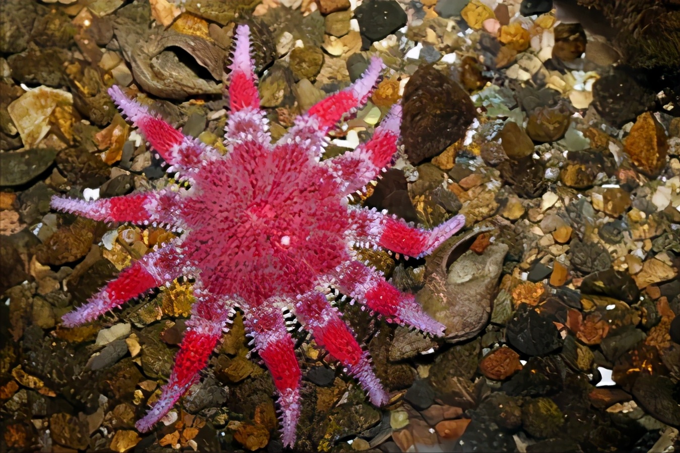 珊瑚,珊瑚虫,珊瑚礁,傻傻分不清?我来告诉你