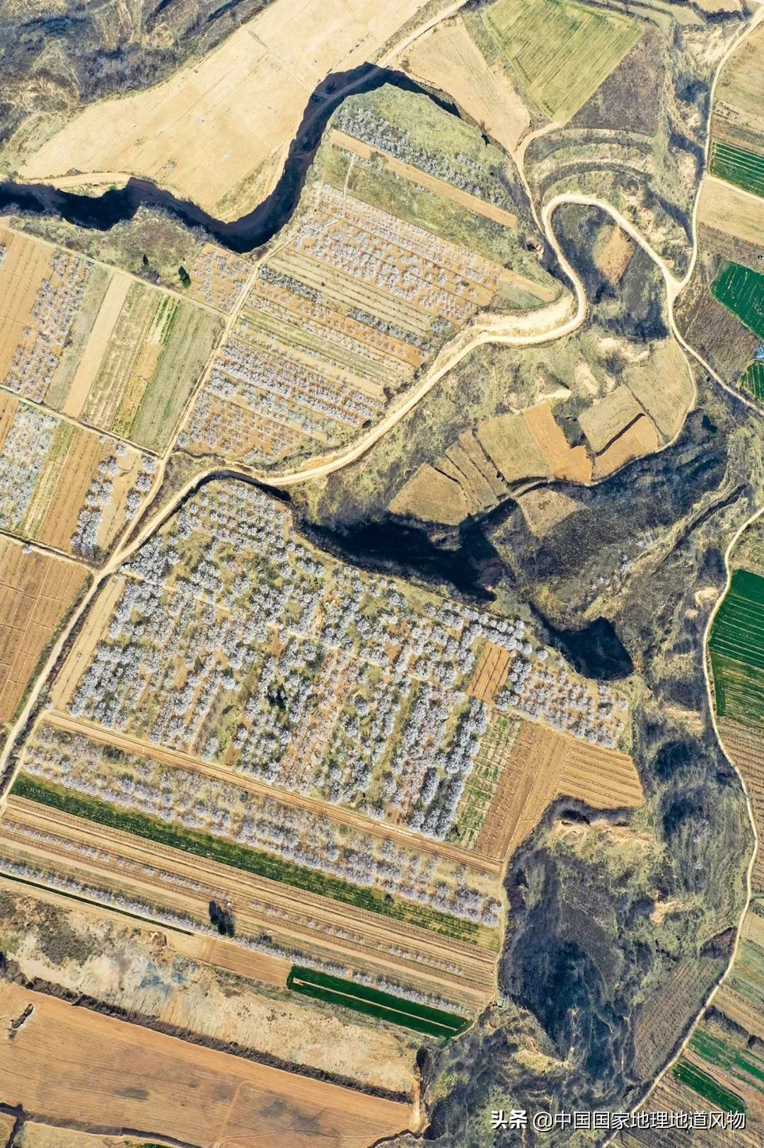 小白杏、大接杏、水蜜杏......中国到底哪里的杏子最好吃？