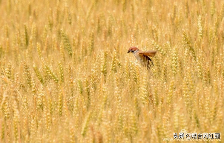人们常说"三夏"大忙季节，即指忙于夏收、夏种和春播作物的夏管。
