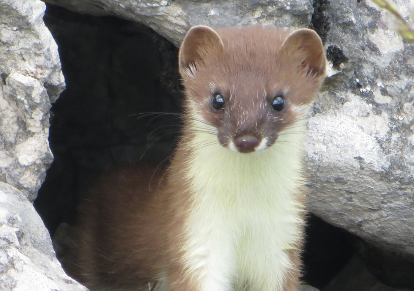 狡猾嚣张的黄鼠狼,为什么看见鹅转头就跑?这段位不是一般强大