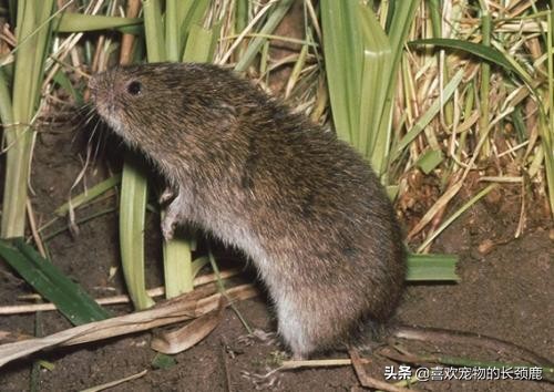 冬毛老鼠图片(田鼠) - 赤虎壹号