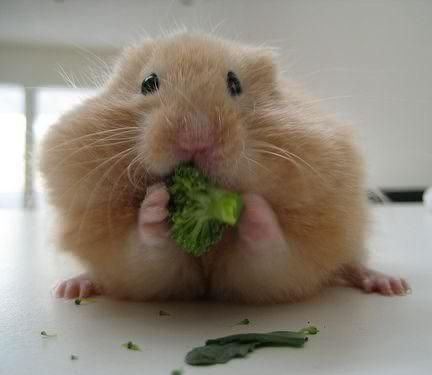 仓鼠的吞噬能力不是一般的强