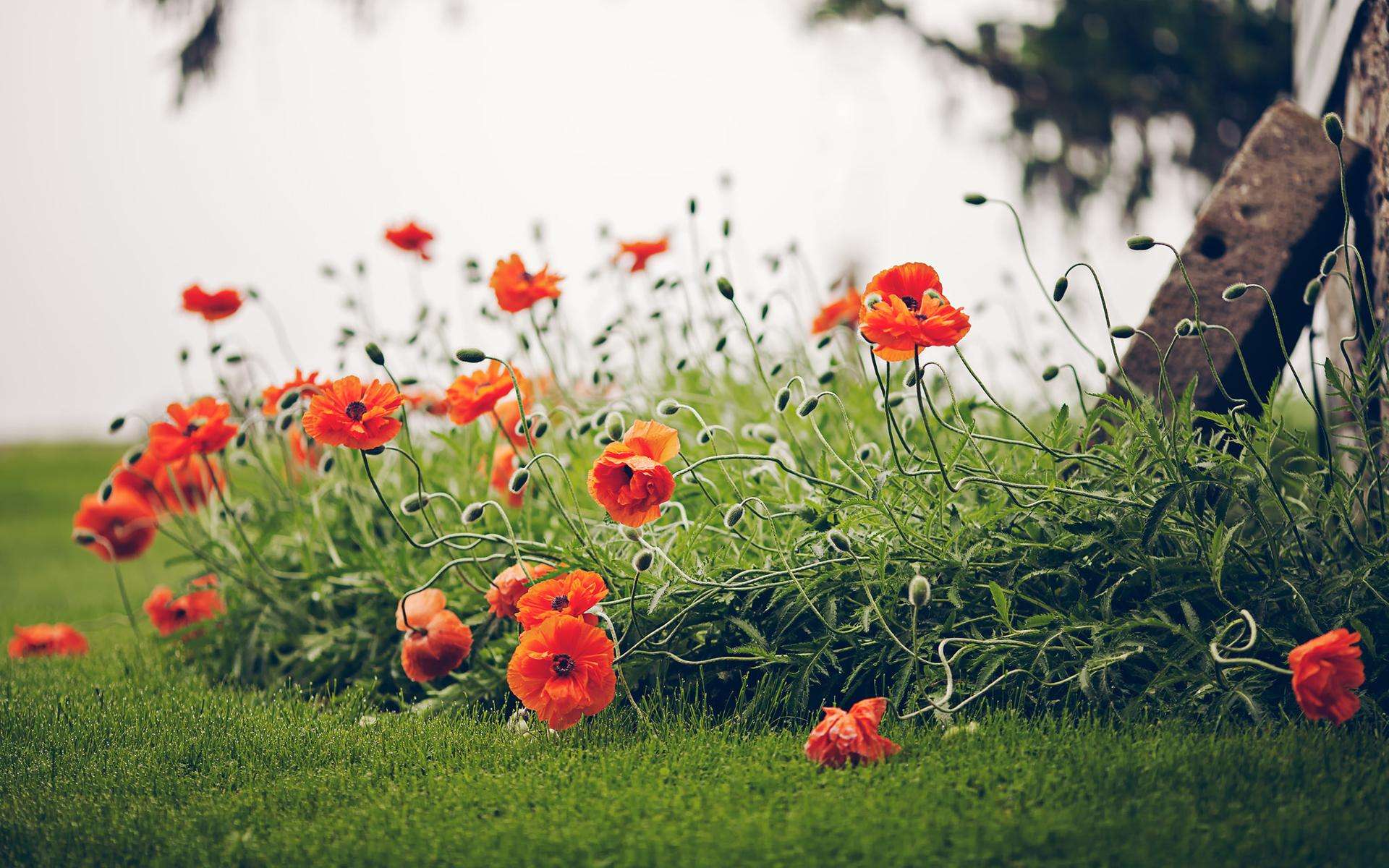 鸦片本是治病的良药，到底是如何变成毒品的？原来是使用方式变了
