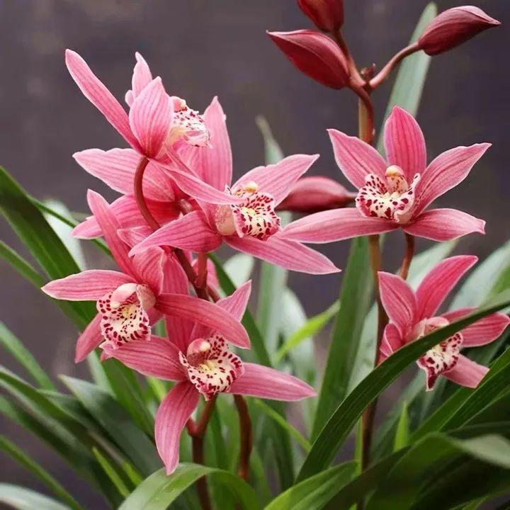 15种"香水花",一开就是大半年,家里异味全赶跑!