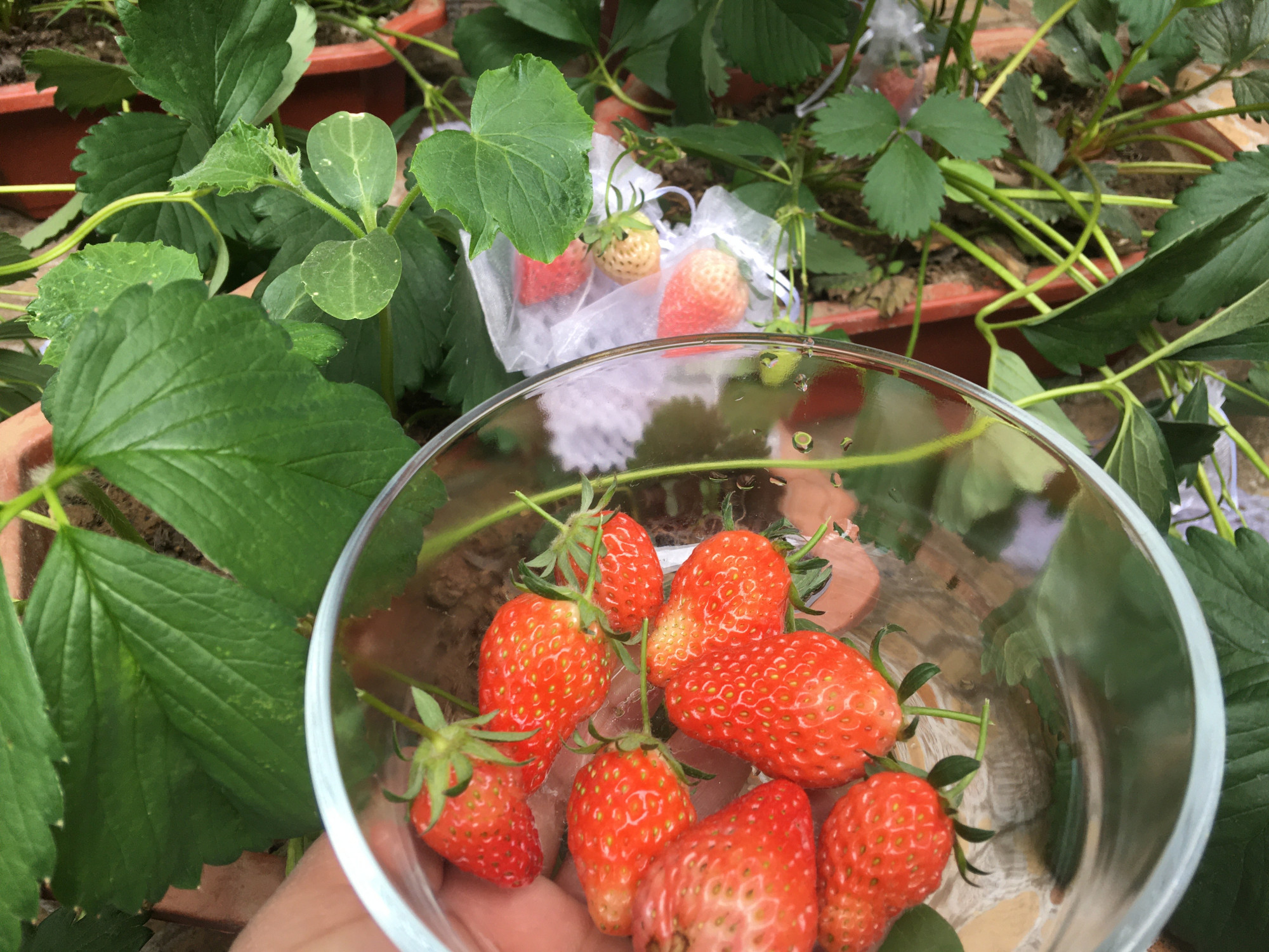 盆栽草莓的种植方法和技术（盆栽草莓3种种植方法）