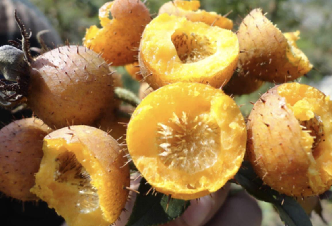 黄刺梨的功效与作用-我的快乐小窝