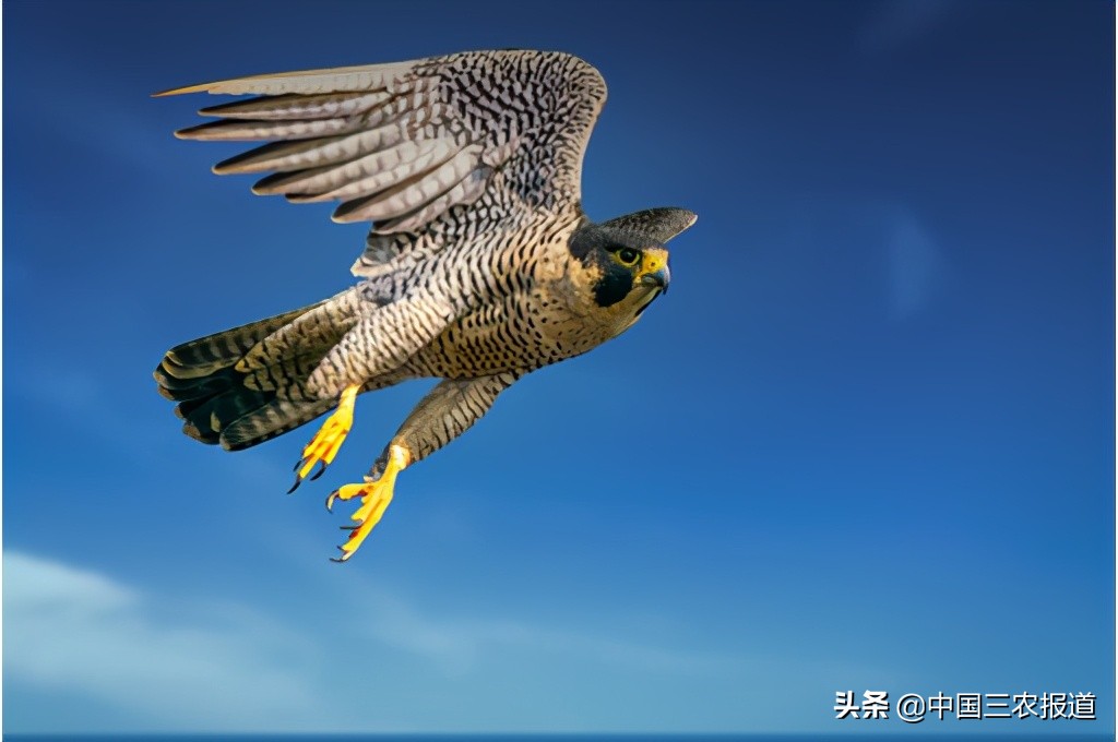 无奇不有！中国“鸟界”十佳获奖名单出炉