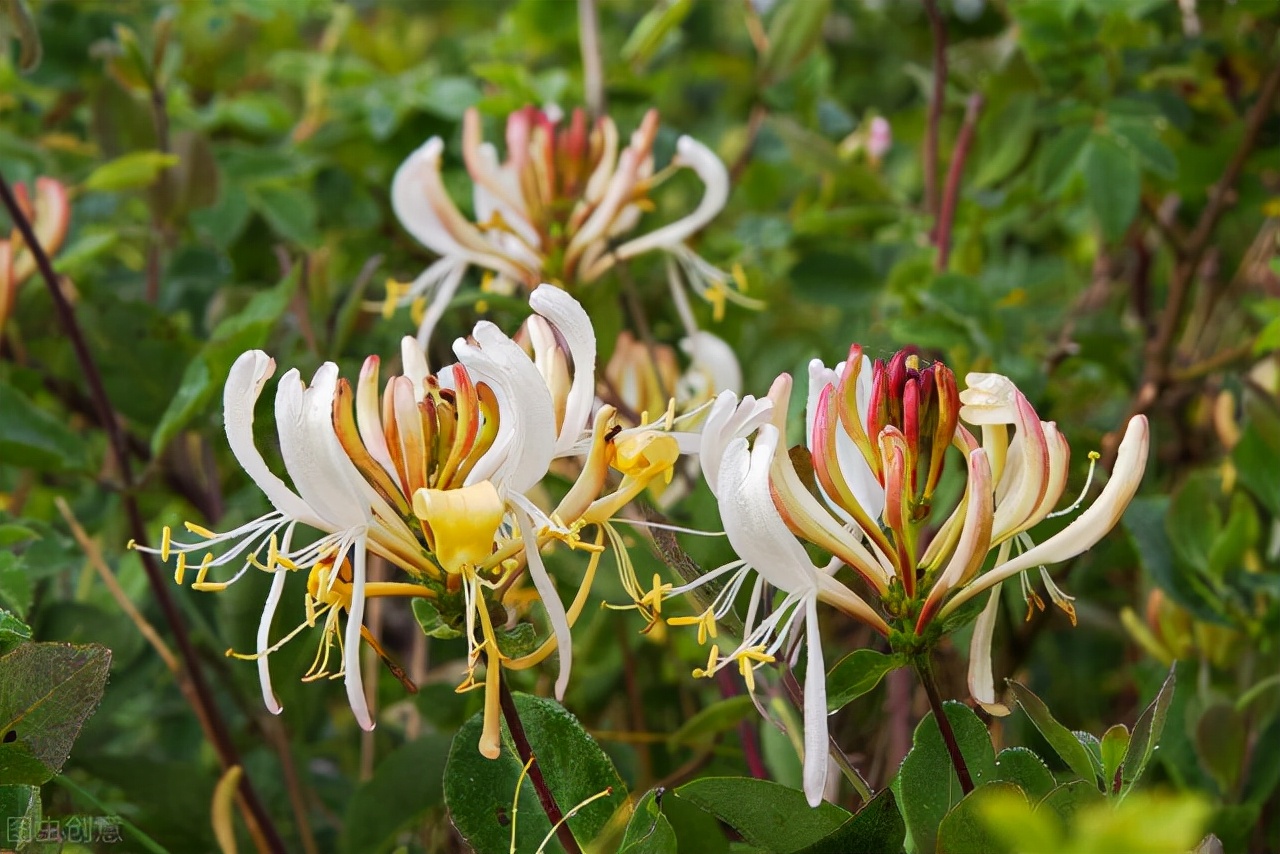 茉莉花有毒吗（20种常见的安全花无毒无害很安全）