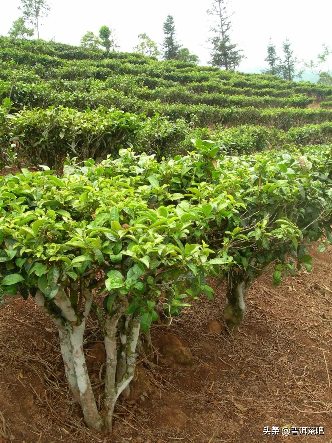 台地茶什么意思(要知道什么是台地茶先弄懂这几个关键词)