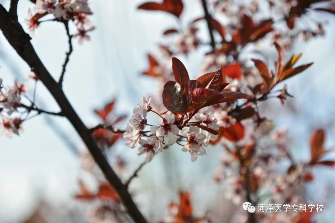 菏泽医学专科学校牡丹，又是姹紫嫣红开遍