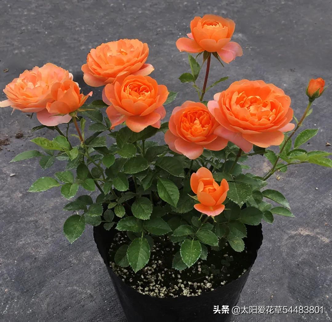 果汁阳台月季优缺点（月季果汁阳台开花香又漂亮）