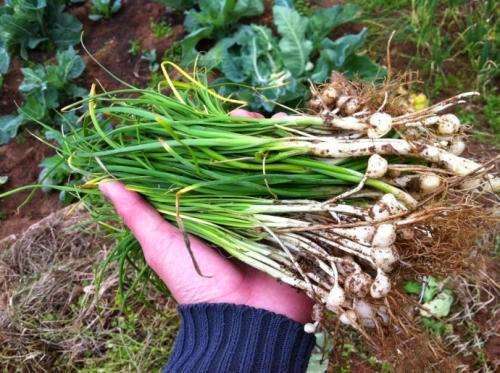 小根菜怎么做好吃(家庭秘制美味养生小根菜)