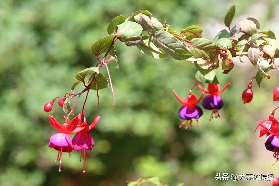 美文：倒挂金钟娇美人，一枝奇蕾姿柔俏，低头含羞香远飘