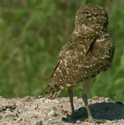 猫头鹰从不自己筑巢，都是抢，为什么？战斗力爆表，是鹰的天花板