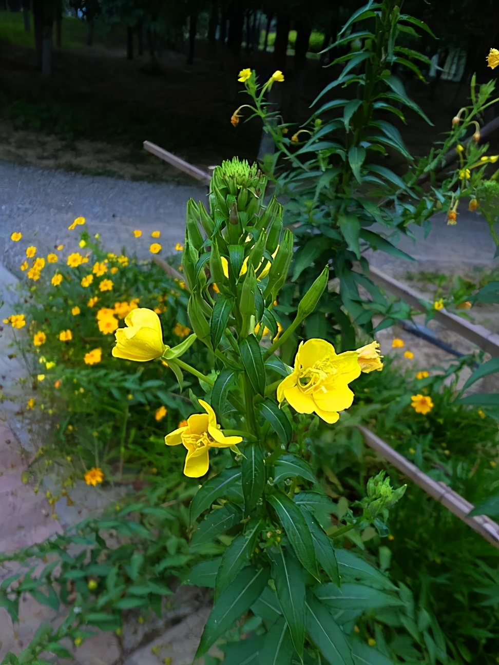 月见草花是什么（一句一图为你逐步揭开月见草的美丽面纱）