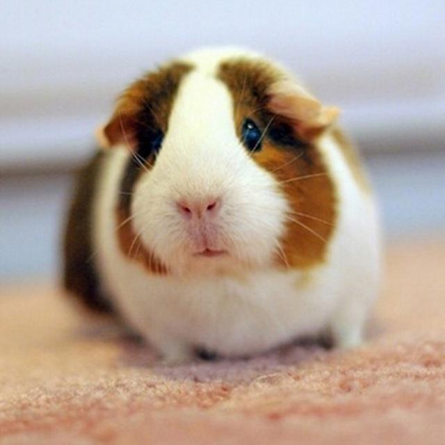 鼠类品种大全介绍最可爱的鼠类前10名