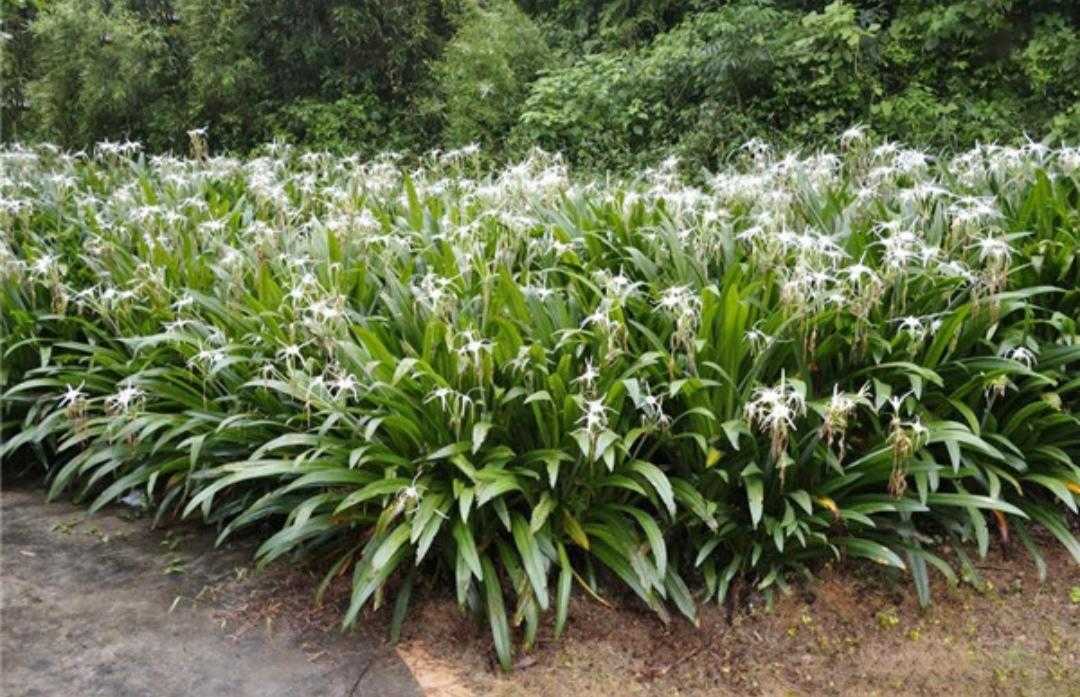 水鬼蕉是什么（两分钟了解水鬼蕉的简介与用途）