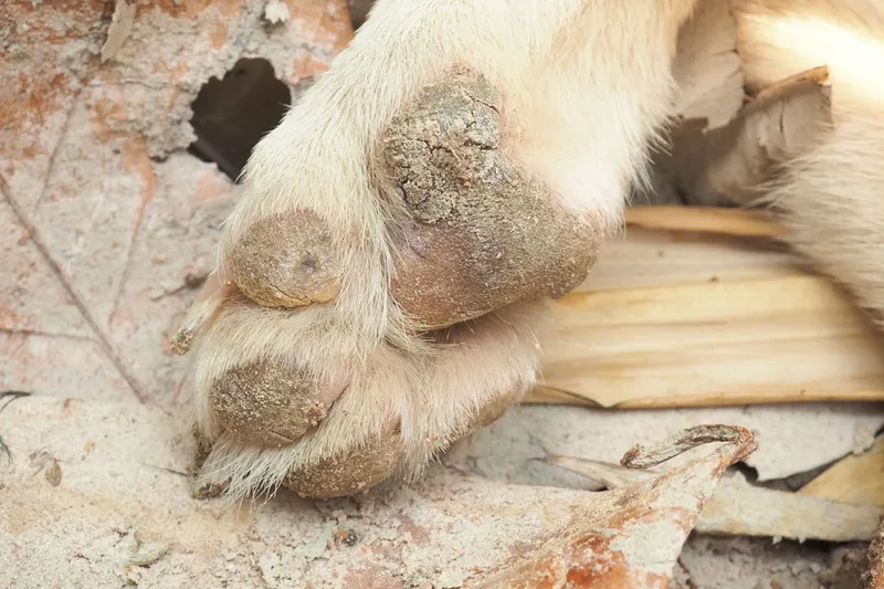 给狗狗免疫有多重要?让宠物医生带你了解传染病-“犬瘟热”