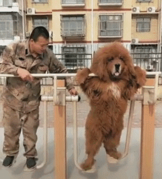 中国纯种犬有哪些（盘点最有名6种中国的纯种狗）
