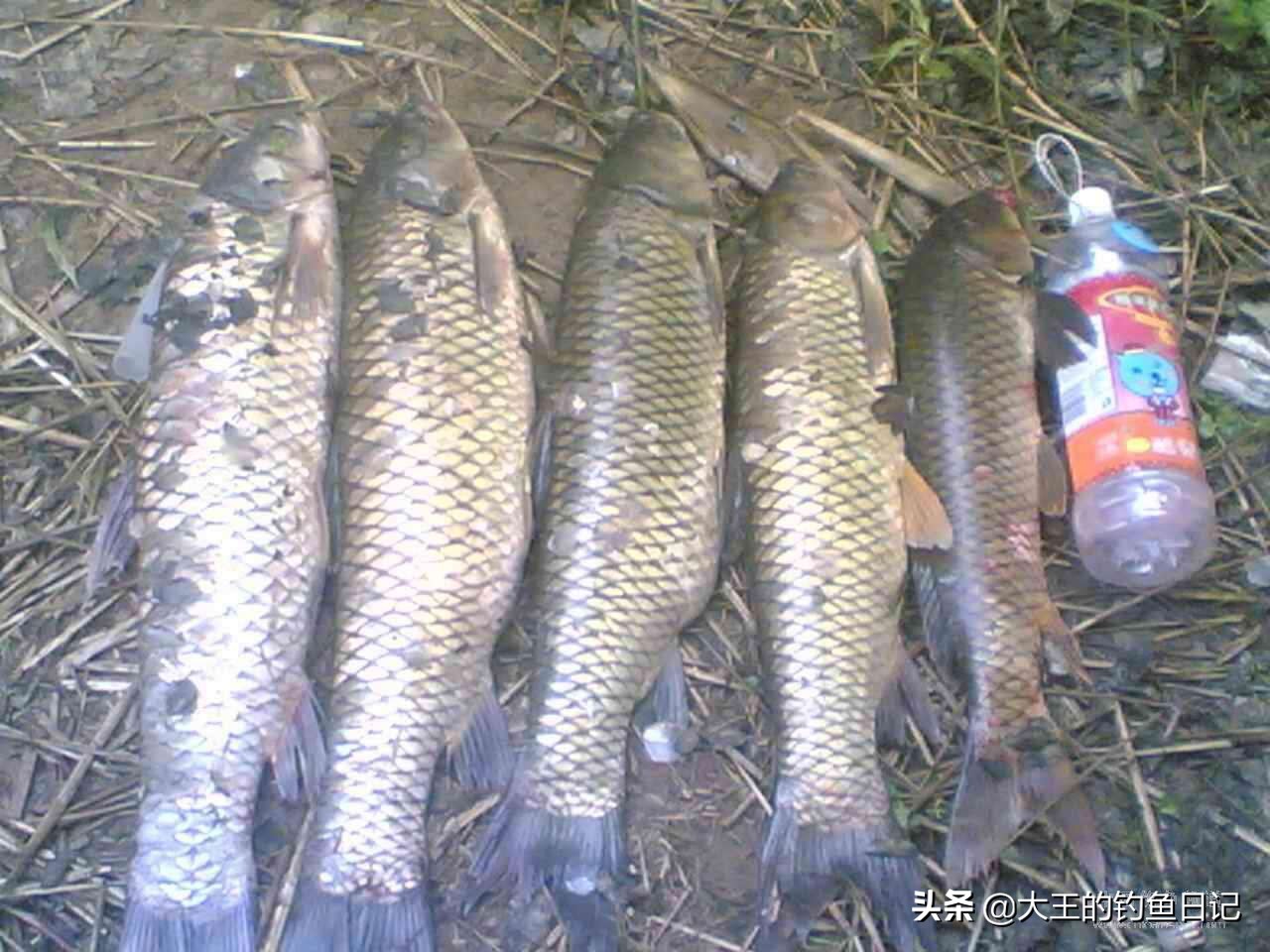 夏季河流野钓草鱼——海竿串钩篇！新钓友们可以参考一下