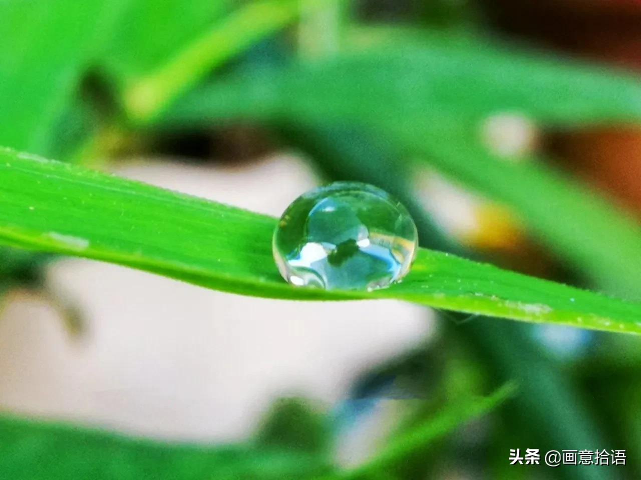 诗词鉴赏｜骄阳炙热昼绵长，树下林荫宜纳凉