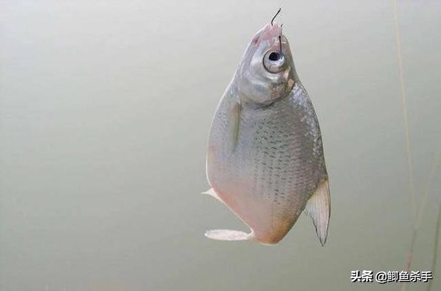 鱼钩区分大小粗细,要根据垂钓的目标鱼合理搭配,才能钓好相应的鱼