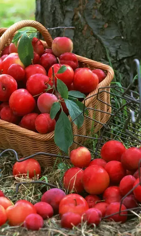 丰收节，果实累累，福气满满