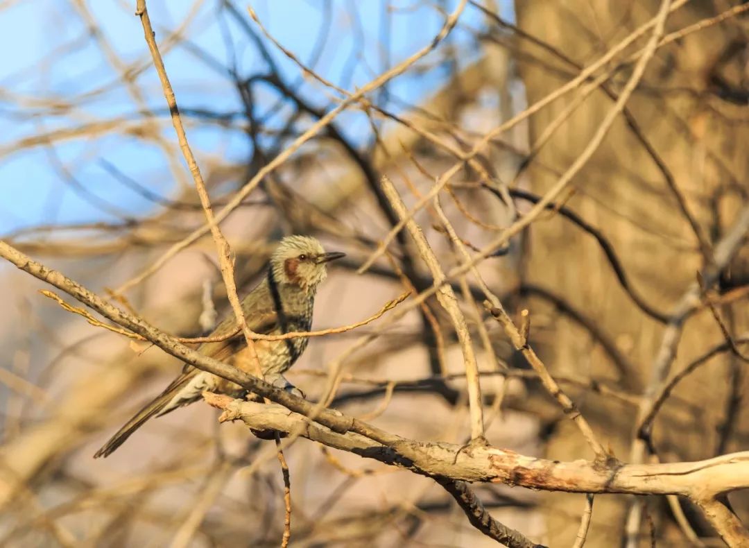 神奇动物在哪里？这些大工校园里的神奇动物你们见过哪些呢？