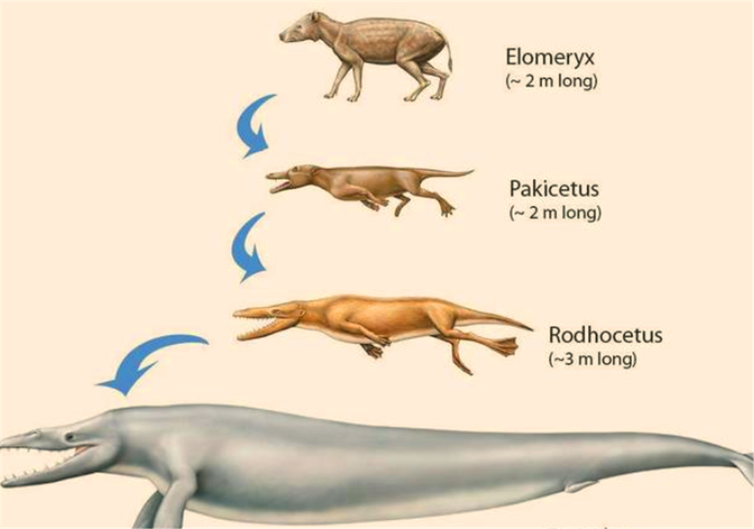 鲸鱼曾是水陆两栖动物？下水5000多万年，为何没进化出腮？