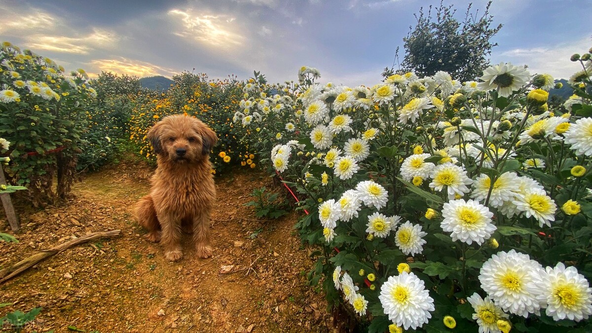 菊花的诗句有哪些（菊花诗句经典名句）
