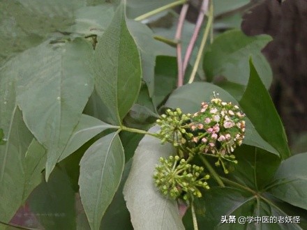 五加皮的功效与作用祛风湿强筋骨