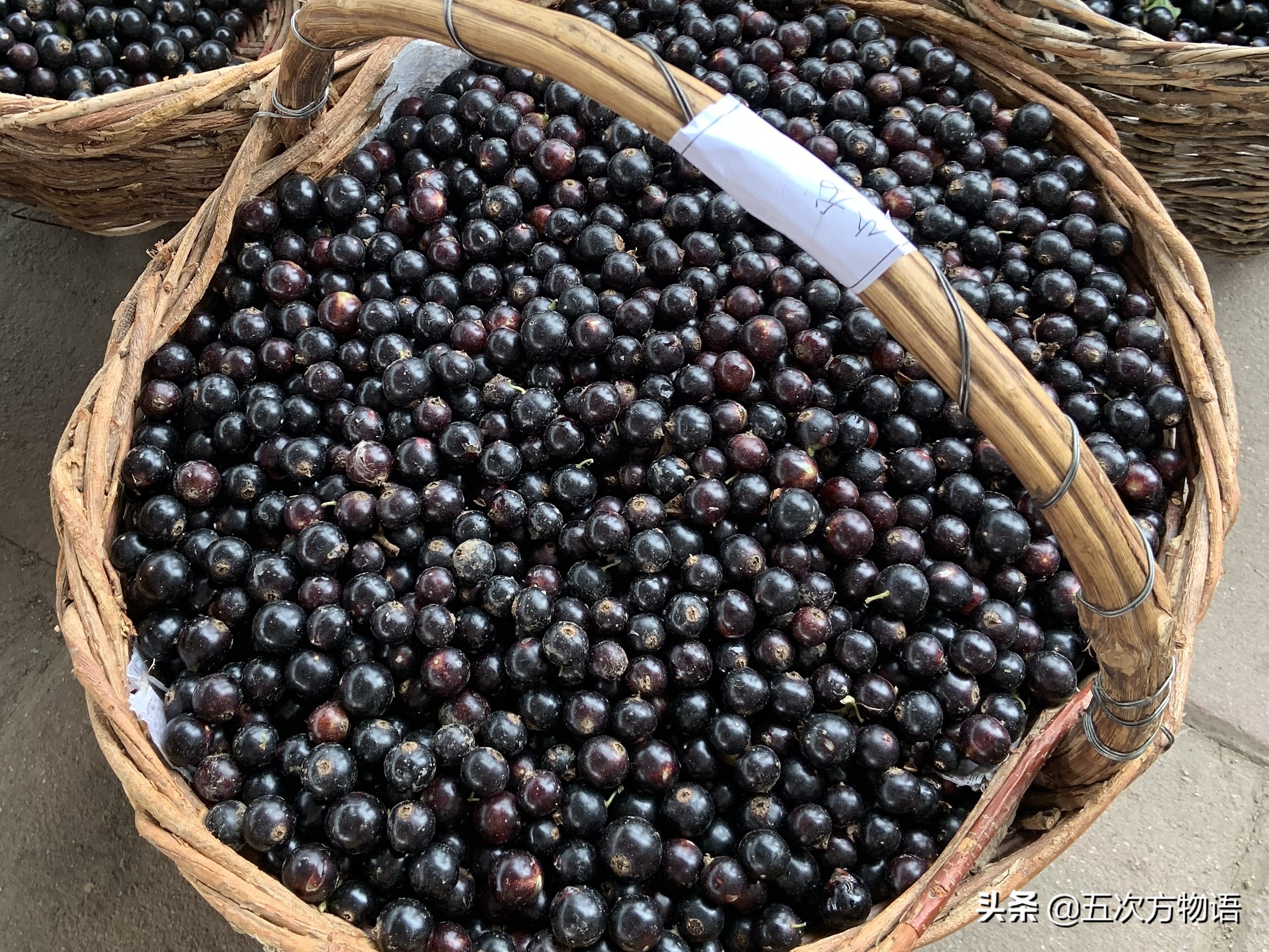 nigrum,和"灯笼果"是相亲相爱的醋栗一家人,成熟后会变成紫黑色,也叫