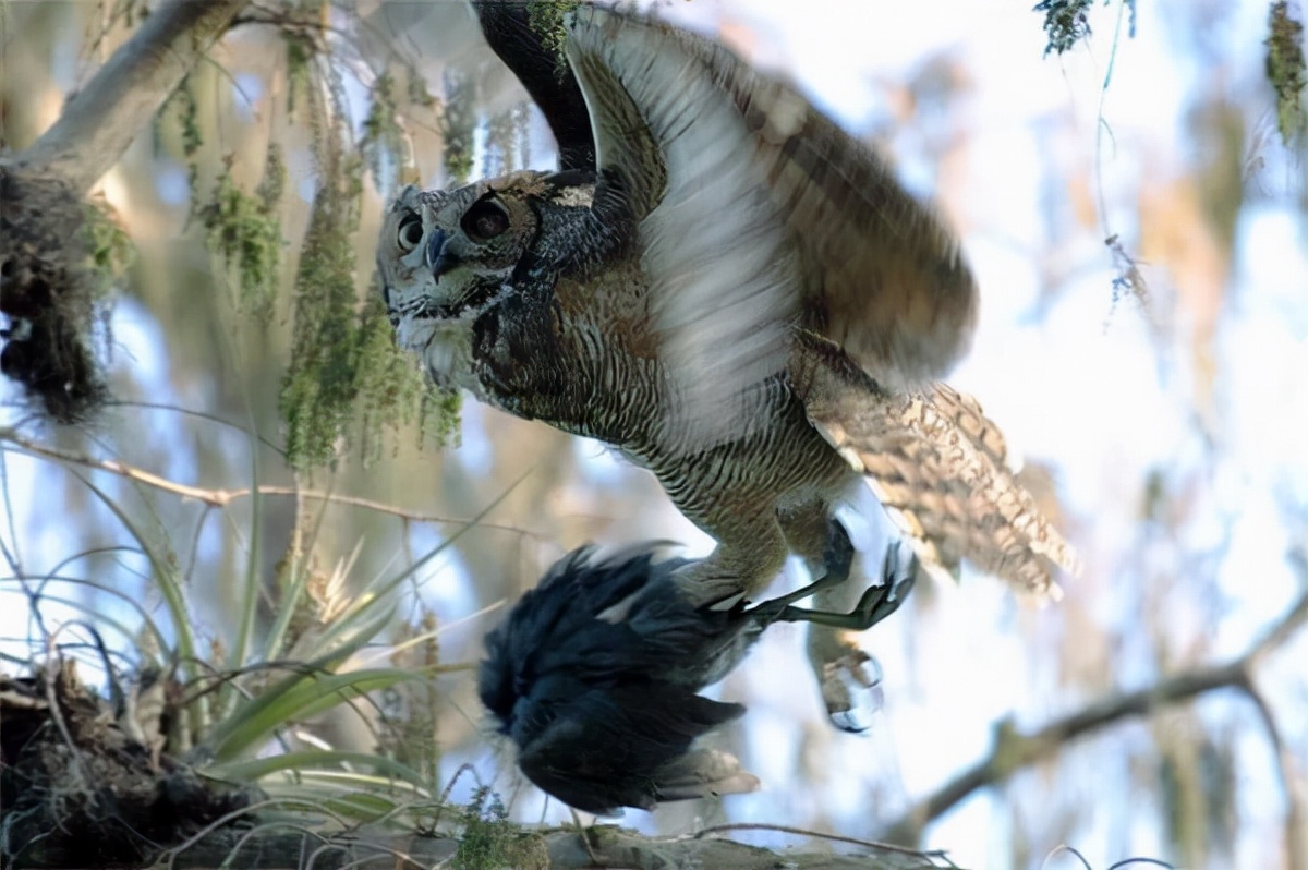 猫头鹰从不自己筑巢，都是抢，为什么？战斗力爆表，是鹰的天花板