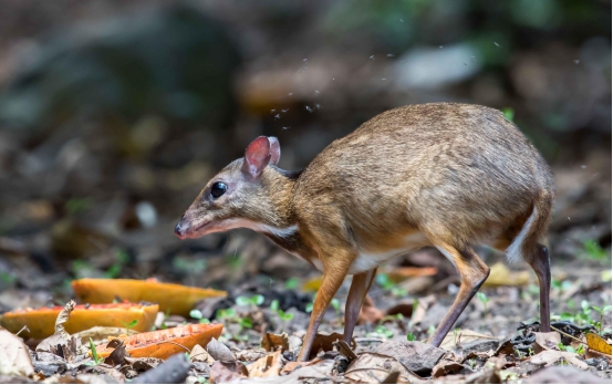 复活成功的灭绝动物名单(又出现"复活"的生物!