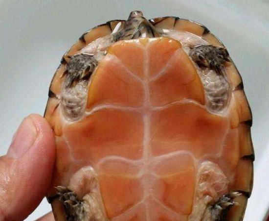 成体后,剃刀龟体型更大,剃刀与巨头可以杂交