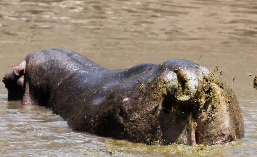 每年有成千上万的鱼群,被河马拉的屎给憋死