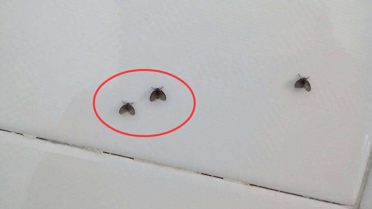 天气回暖,卫生间小飞虫让人心烦,其实这两样东西就可以搞定