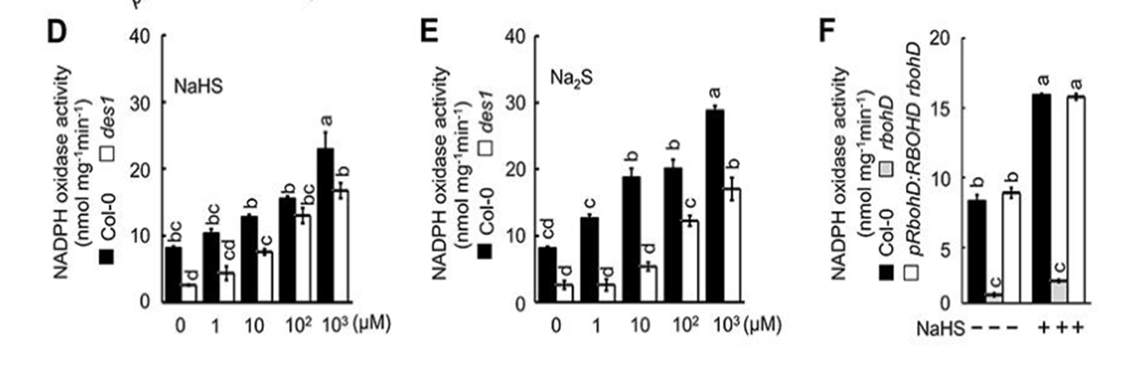 文章解读：“背靠背”南京农大谢彦杰同时解析硫化氢参与ABA信号