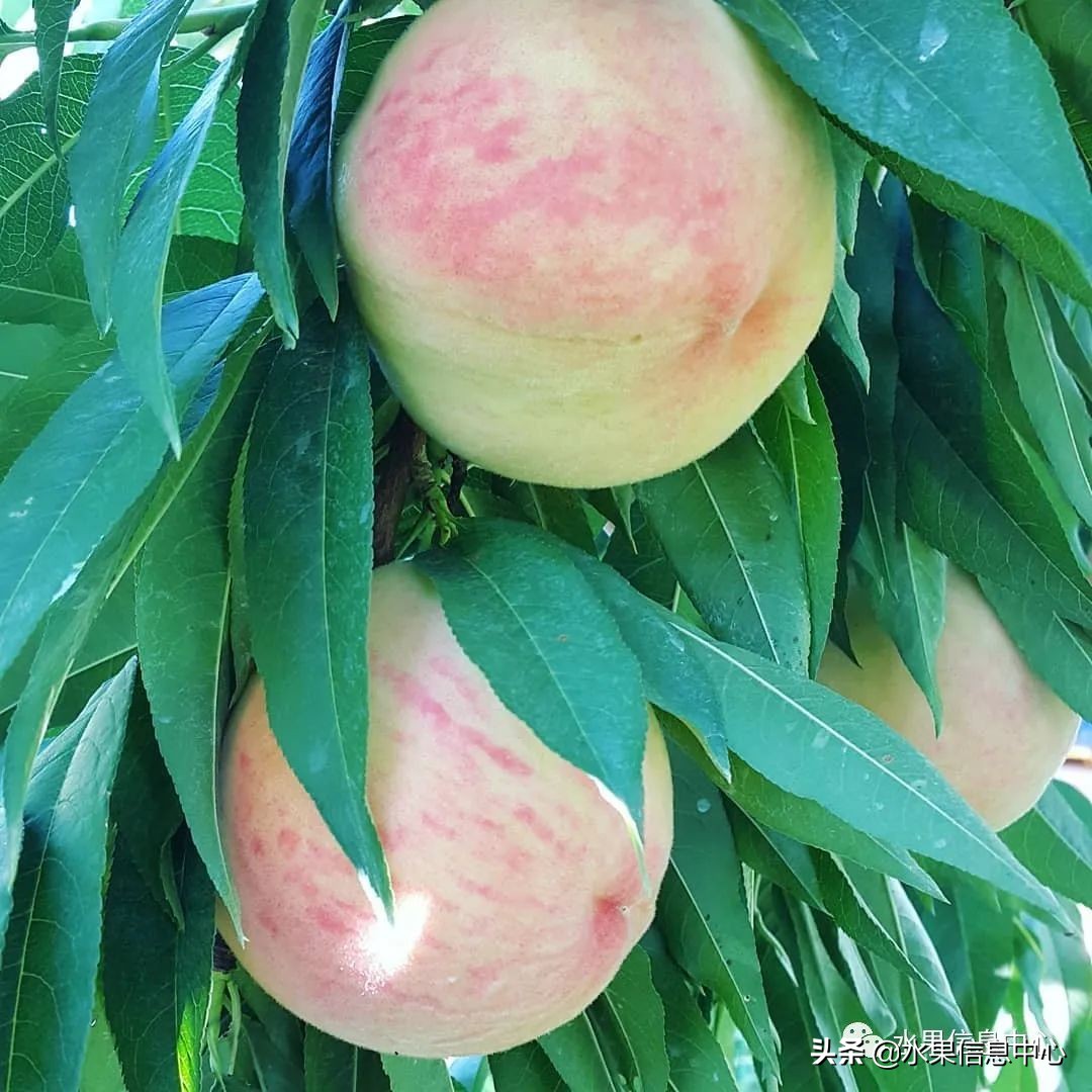 水蜜桃季节是什么时候（常见水蜜桃产地品种及上市时间）