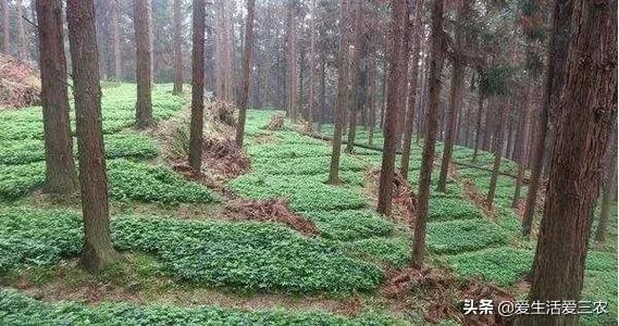 农村种植致富项目（在农村种植什么产业好）